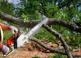 How Our Tree Care Process Works  in Fairmont, MN